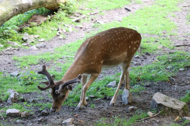 Blumen Rehe