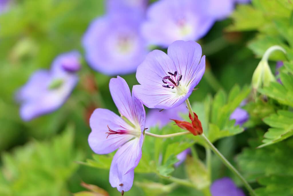 Storchschnabel (Geranium wallichianum)