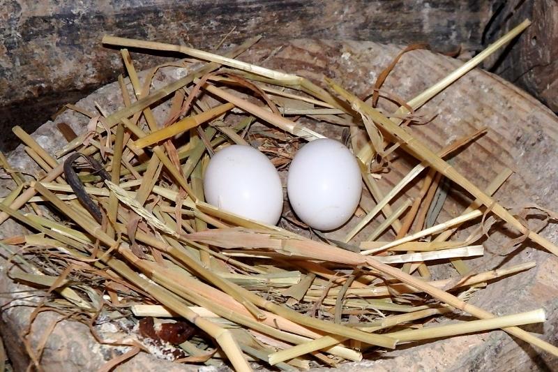 Zwei Eier in Taubennest