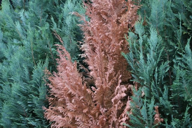 Thuja-Hecke wird braun