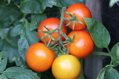 Tomaten