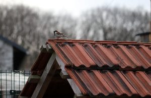 Vögel unterm Dach