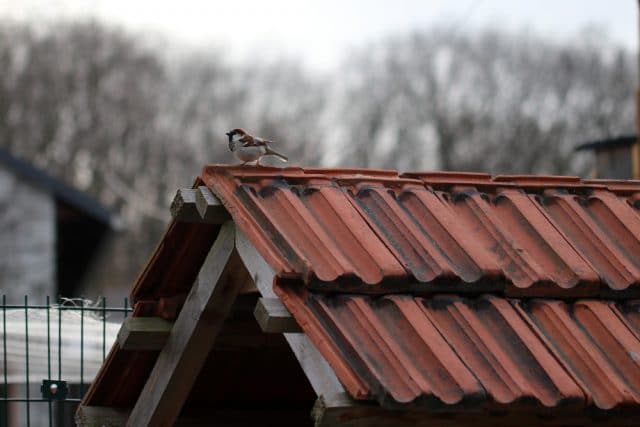 Vögel unterm Dach
