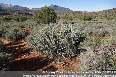 Yucca baccata