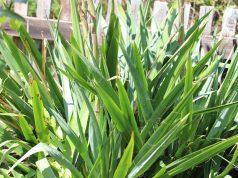 Yucca winterhart