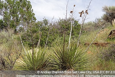 Yucca elata