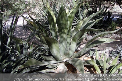 Agave inaequidens