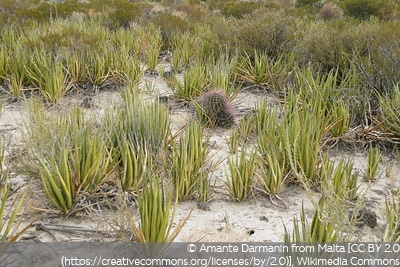 Agave lechuguilla winterhart