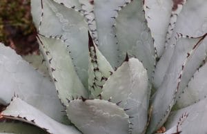 Agave winterhart