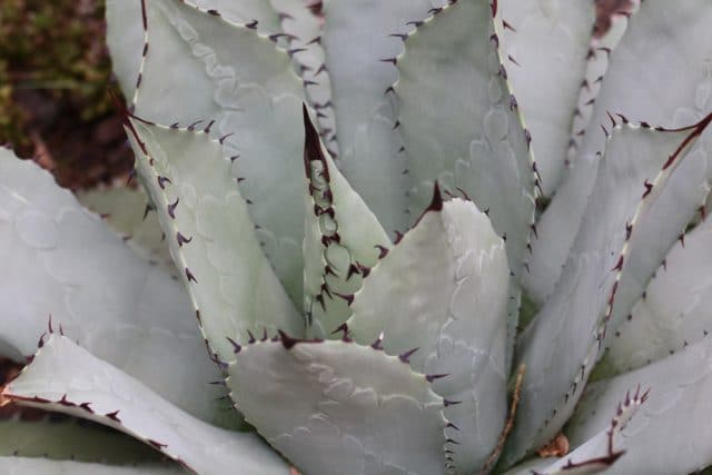 Agave winterhart