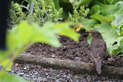 Amsel