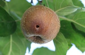 Apfel mit Wurm essen