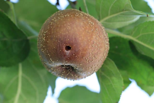 Apfel mit Wurm essen