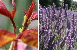 Lavendel gegen Blattläuse