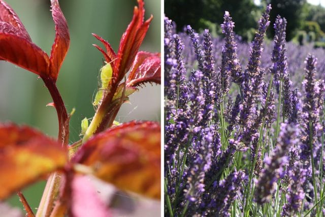 Lavendel gegen Blattläuse