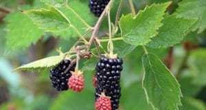 Brombeeren ernten