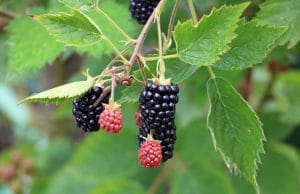 Brombeeren ernten