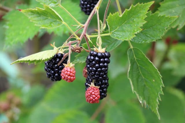 Brombeeren ernten