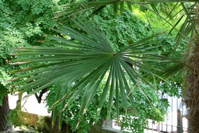 Chinesische Hanfpalme winterhart