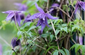 Clematis Krankheiten