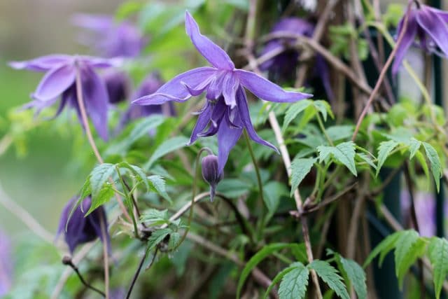 Clematis Krankheiten