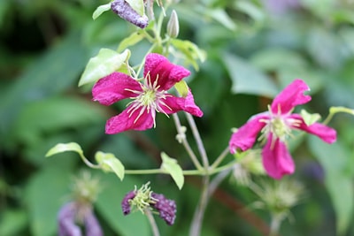 Clematis-Welke