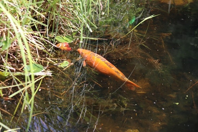 Goldfische laichen