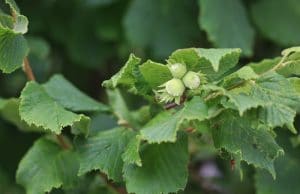 Haselnüsse ernten