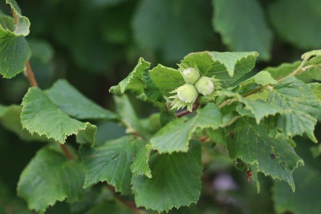 Haselnüsse ernten