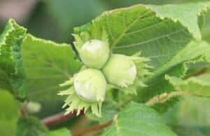 Haselnüsse ernten: wann und wie? | Erntezeit 2025