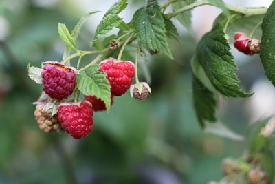 Rubus idaeus