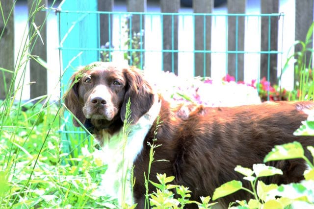 Hund pinkelt an Haustür