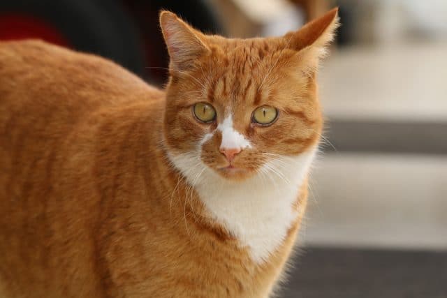 Katze markiert Haustür