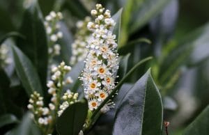 Kirschlorbeer Blüten abschneiden