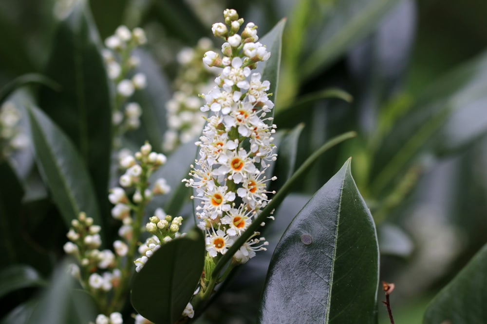 Kirschlorbeer Blüten abschneiden