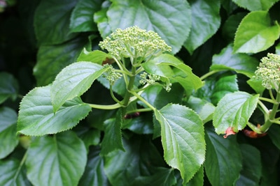 schnellwachsende Kletterpflanzen Hortensie