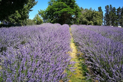 Lavendel