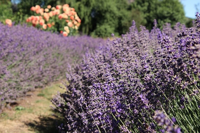 Lavendel Strauch