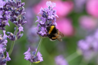 Lavandula