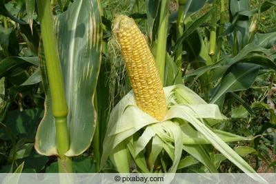 Zea mays