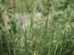 Schilf Im Garten Schilfgraser Pflege Schneiden Und Beseitigen