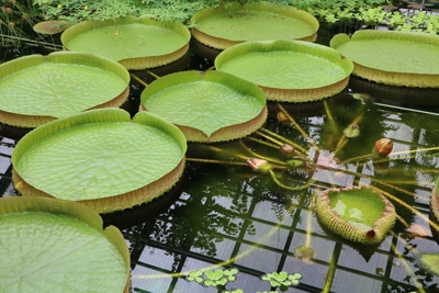 Gartenteich Riesenseerose