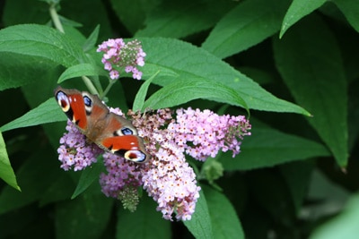 Insektenarten Schmetterling