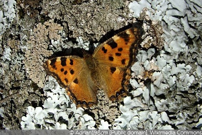 Schmetterling Großer Fuchs