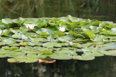 Gartenteich