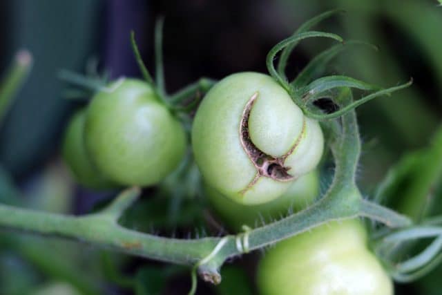 Tomaten fressen