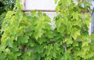 schnellwachsende Kletterpflanzen Wein
