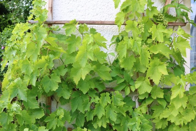 schnellwachsende Kletterpflanzen Wein