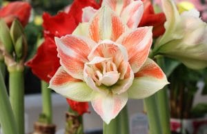 Amaryllis Blätter knicken um