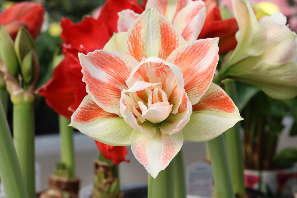 Amaryllis Blätter knicken um